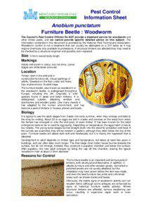 Pest Control Information Sheet Anobium punctatum