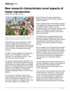 New research characterizes novel aspects of maize reproduction
