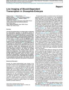 Live Imaging of Bicoid-Dependent Transcription in Drosophila Embryos