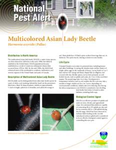 National Pest Alert Multicolored Asian Lady Beetle Harmonia axyridis (Pallas) Distribution in North America The multicolored Asian lady beetle (MALB), a native Asian species,
