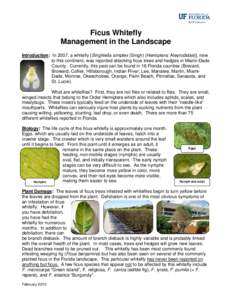 Hexapoda / Hemiptera / Agricultural pest insects / Insecticides / Sternorrhyncha / Whitefly / Insecticidal soap / Dinotefuran / Aphid / Beauveria bassiana / Ficus / Imidacloprid