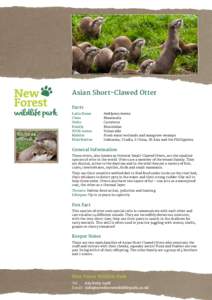 Asian Short-Clawed Otter Facts Latin Name Amblyonx cinerea Class	Mammalia Order	Carnivora