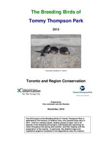 The Breeding Birds of Tommy Thompson Park 2012 Young Barn Swallows (P. Xamin)