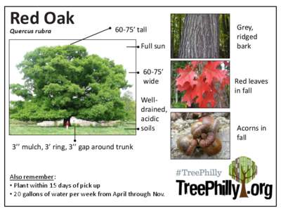 Red Oak Quercus rubra 60-75’ tall Full sun 60-75’