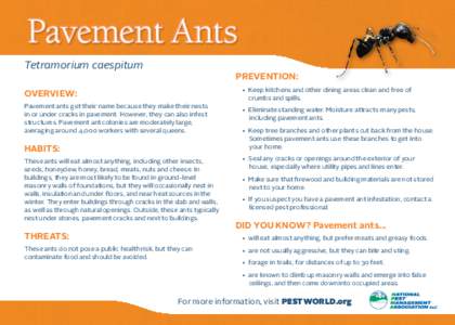 Pavement Ants Tetramorium caespitum Prevention: • Keep kitchens and other dining areas clean and free of crumbs and spills.