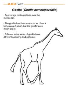 Giraffe (Giraffa camelopardalis) • An average male giraffe is over five metres tall. • The giraffe has the same number of neck bones as a human, but the giraffe’s are much larger.