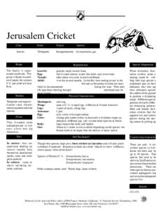 Insecta  Jerusalem Cricket Class