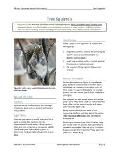 Master Gardener Species Information  Tree Squirrels Tree Squirrels Prepared by the National Wildlife Control Training Program. http://WildlifeControlTraining.com