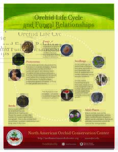 Biology / Symbiosis / Soil biology / Fungi / Plant roots / Botany / Mycorrhiza / Orchidaceae / Seed / Fungus / Fungivore / Myco-heterotrophy