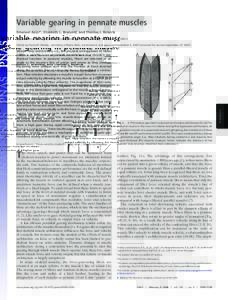 Variable gearing in pennate muscles Emanuel Azizi*, Elizabeth L. Brainerd, and Thomas J. Roberts Department of Ecology and Evolutionary Biology, Brown University, Providence, RIMuscle fiber architecture, i.e., the