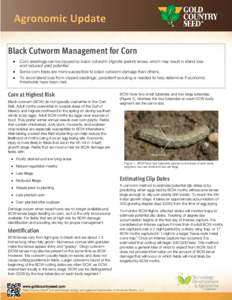 Black Cutworm Management for Corn  Corn seedlings can be clipped by black cutworm (Agrotis ipsilon) larvae, which may result in stand loss and reduced yield potential.  Some corn fields are more susceptible t