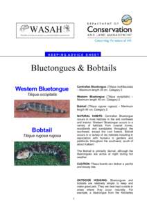 WASAH WESTERN AUSTRALIAN SOCIETY of AMATEUR HERPETOLOGISTS (Inc) KEEPING ADVICE SHEET  Bluetongues & Bobtails