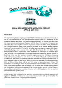 BOHAI BAY NORTHWARD MIGRATION REPORT APRIL & MAY 2010 Introduction The enigmatic long-distance migratory shorebird Red Knot Calidris canutus, despite a lot of study, is still not fully understood in the East Asian-Austra