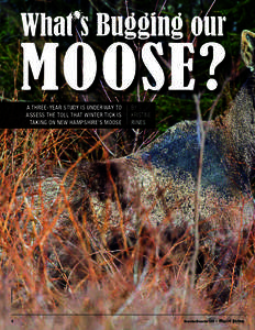 What s Bugging our  MOOSE? BY KRISTINE RINES