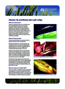 Fact sheet Hessian fly and Barley stem gall midge What are these pests? What do they look like? These closely related flies are extremely difficult to