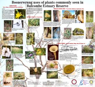 Boonerwrung uses of plants commonly seen in Balcombe Estuary Reserve - STAPLE FOODS -  Roots, Tubers, Underground stems & Rhizomes