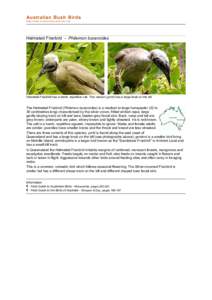 file:///C:/bushbirds-5.0/infp/philemon_buceroides.html