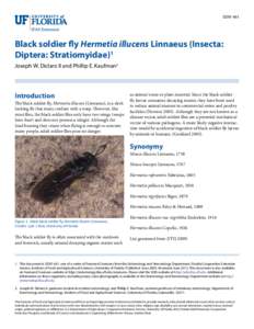 EENY 461  Black soldier fly Hermetia illucens Linnaeus (Insecta: Diptera: Stratiomyidae)1 Joseph W. Diclaro II and Phillip E. Kaufman2