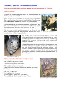 Wombats – Australia’s Mysterious Marsupials Some facts about wombats from the Wildlife Preservation Society of Australia What are wombats? Wombats are Australian marsupials, which are pouched mammals like the kangaro