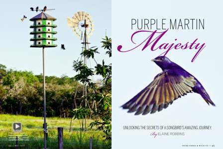 Progne / Purple Martin / Bird migration / Martins / Swallow / Bird / Geolocator / Ornithology / Zoology / Bird conservation