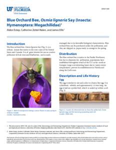 EENY-549  Blue Orchard Bee, Osmia lignaria Say (Insecta: Hymenoptera: Megachilidae)1 Alden Estep, Catherine Zettel-Nalen, and James Ellis2