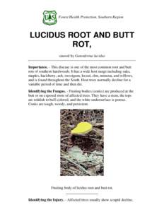 Forest Health Protection, Southern Region  LUCIDUS ROOT AND BUTT ROT, caused by Ganoderma lucidus Importance. - This disease is one of the most common root and butt