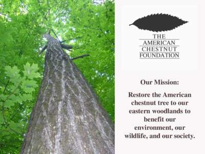 Our Mission: Restore the American chestnut tree to our eastern woodlands to benefit our environment, our