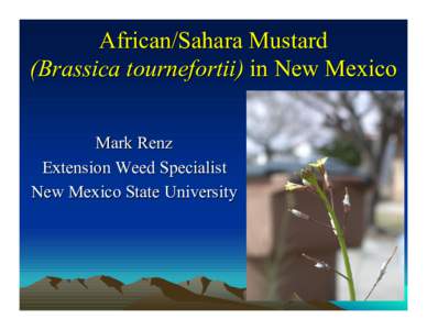 African/Sahara Mustard (Brassica tournefortii) in New Mexico Mark Renz Extension Weed Specialist New Mexico State University