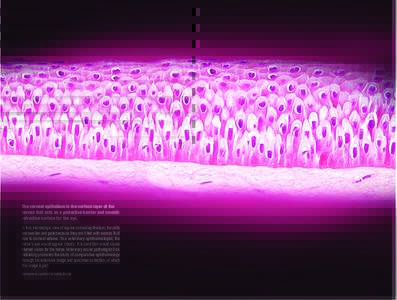 The corneal epithelium is the surface layer of the cornea that acts as a protective barrier and smooth refractive surface for the eye.  In this microscopic view of equine corneal epithelium, the cells are swollen and pa
