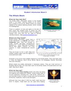 Student Information Sheet 5  The Whale Shark What do they look like?  The whale shark (Rhincodon typus) is the