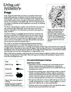 Frogs Frogs, along with salamanders and newts, are members of the animal group called amphibians. Amphibians (from the Greek words amphi, meaning “both,” and bios or “life”) are fittingly named. Frogs start their