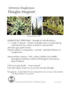 Artemisia douglasiana.indd