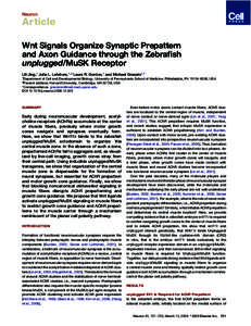 Neuron  Article Wnt Signals Organize Synaptic Prepattern and Axon Guidance through the Zebrafish unplugged/MuSK Receptor