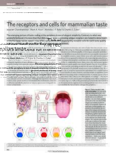INSIGHT REVIEW  NATURE|Vol 444|16 November 2006|doi:nature05401 The receptors and cells for mammalian taste Jayaram Chandrashekar1, Mark A. Hoon2, Nicholas J. P. Ryba2 & Charles S. Zuker1