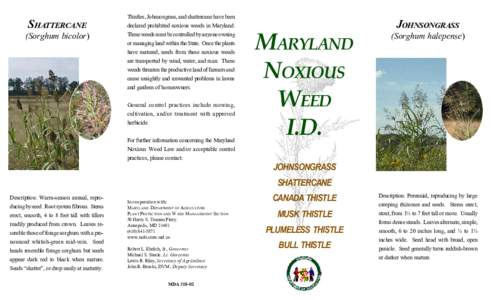 SHATTERCANE (Sorghum bicolor) Thistles, Johnsongrass, and shattercane have been declared prohibited noxious weeds in Maryland. These weeds must be controlled by anyone owning