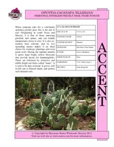 OPUNTIA CACANAPA ‘ELLISIANA’ PERENNIAL SPINELESS PRICKLY PEAR, TIGER TONGUE When someone asks for a cold-hardy spineless prickly pear, this is the one to use! Originating in south Texas and