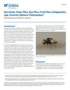 EENY485  Eye Gnats, Grass Flies, Eye Flies, Fruit Flies Liohippelates