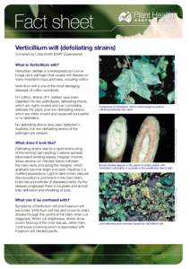 Fact sheet Verticillium wilt (defoliating strains) Compiled by Linda Smith (DAFF Queensland) What is Verticillium wilt? Jack Kelly Clark, UC Statewide IPM Program