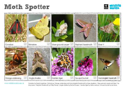 Moth Spotter  Cinnabar Brimstone