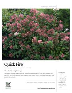 Hydrangea paniculata  Quick Fire ®
