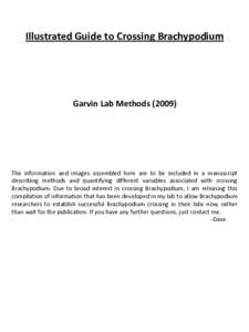 Illustrated Guide to Crossing Brachypodium  Garvin Lab Methods[removed]The information and images assembled here are to be included in a manuscript describing methods and quantifying different variables associated with cr