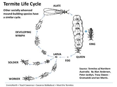 Termite Life Cycle  ALATE Other socially advanced mound-building species have