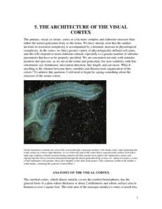 5. THE ARCHITECTURE OF THE VISUAL CORTEX The primary visual, or striate, cortex is a far more complex and elaborate structure than either the lateral geniculate body or the retina. We have already seen that the sudden in