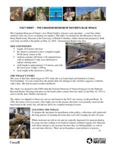 FACT SHEET - THE CANADIAN MUSEUM OF NATURE’S BLUE WHALE The Canadian Museum of Nature’s new Water Gallery features a star specimen – a real blue whale skeleton (only one of two on display in Canada!). The other was