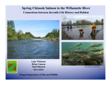 Spring Chinook Salmon in the Willamette River Connections between Juvenile Life History and Habitat Luke Whitman Brian Cannon Paul Olmsted