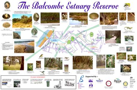 The Balcombe Estuary Reserve  Nankeen Night Heron ;  usually nocturnal, listed as vulnerable.