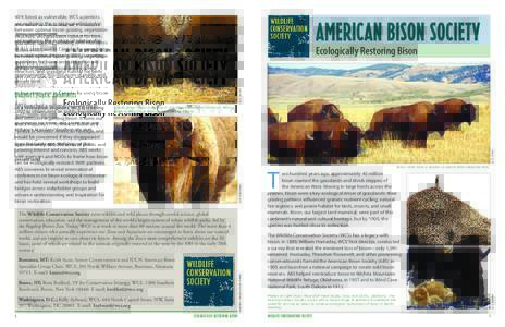 40% listed as vulnerable. WCS scientists are exploring the ecological relationship between optimal bison grazing, vegetation structure, and grassland habitat for birds and other speicies, working with managers in four st