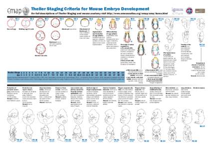 Theiler Staging Criteria for Mouse Embryo Development For full descriptions of Theiler Staging and mouse anatomy visit http://www.emouseatlas.org/emap/ema/home.html TSTS 2