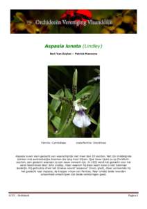 Aspasia lunata (Lindley) Bert Van Zuylen – Patrick Mannens Familie: Cymbidieae  onderfamilie: Oncidiinae