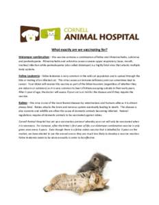 What exactly are we vaccinating for? Distemper combination – this vaccine contains a combination of feline viral rhinotracheitis, calicivirus and panleukopenia. Rhinotracheitis and calicivirus cause a severe upper resp